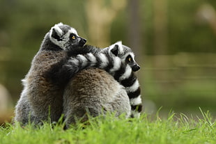two black-and-white ring tailed lemurs on green grass lawn