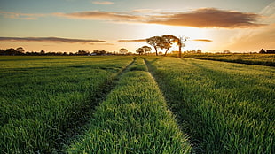 brown and white area rug, landscape, nature, field, grass
