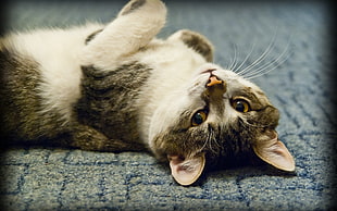 silver Tabby cat lying on the floor HD wallpaper
