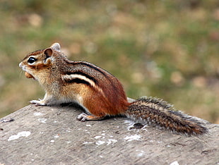 squirrel standing on brown wooden surface, chipmunk