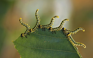 selective focus photography of six caterpillars on green leaf