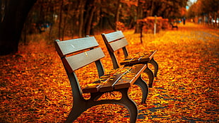 focus photography of two wooden benches along wilted leaves covered pathway during daytime