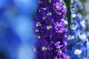 closeup selective photo of purple Delphinium flower HD wallpaper