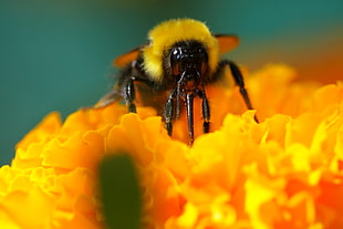 selective focus photography of Bumblebee perched on petaled flower, bumble bee