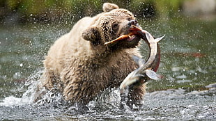 brown animal, bears, fish
