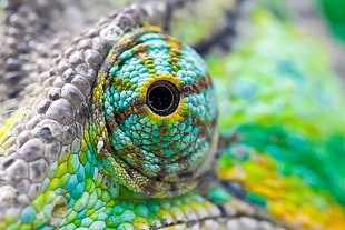 eye of animal focus photography, chameleon