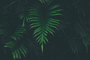 green plant, nature, leaves, plants HD wallpaper