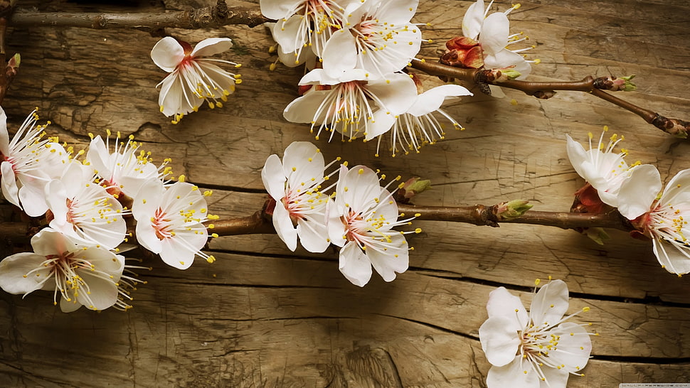 white petaled flowers, nature, flowers, plants HD wallpaper