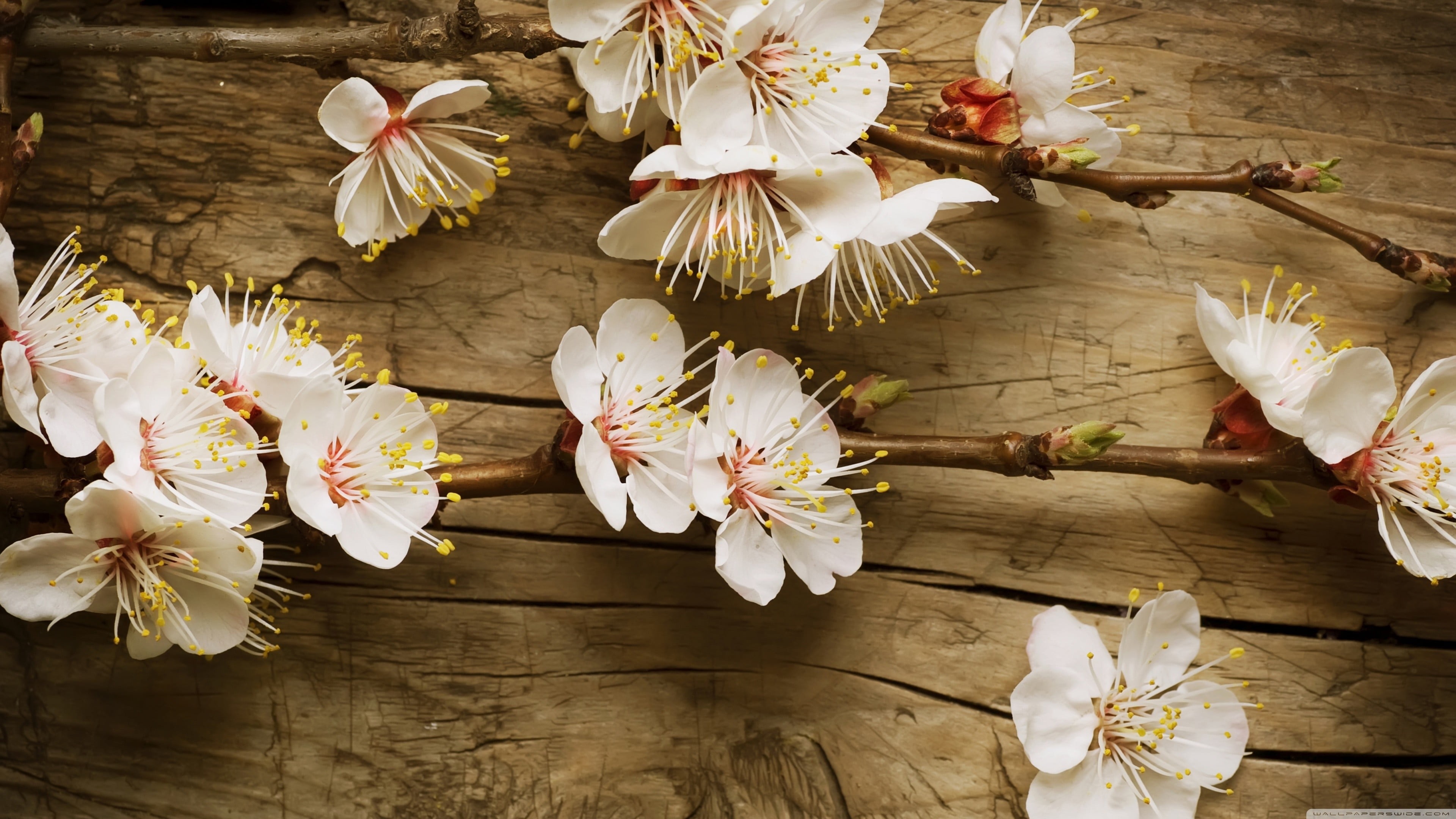 white petaled flowers, nature, flowers, plants