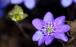 closeup photography of purple petaled flower
