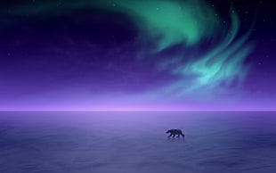 photo of aurora over body of water