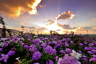 photo of purple petal flowers during sunset