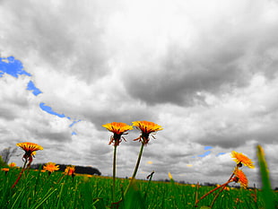yellow flowers under cloudy sky at daytime, dandelion