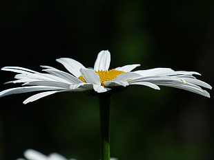 closeup photography of white Daisy HD wallpaper