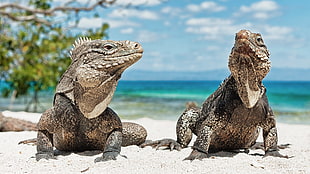 two brown reptiles, animals, reptiles, beach, iguana HD wallpaper