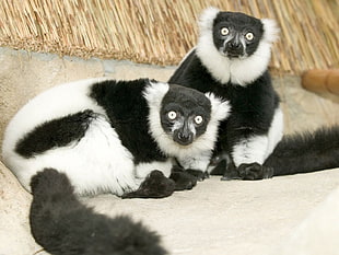 white and black medium coated animals