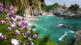 purple and white petaled flower, beach, nature, flowers, waterfall