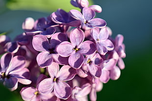 close-up photo of purple 4-petaled flowers
