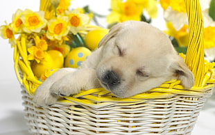 yellow Labrador Retriever sleeping on brown wicker basket with yellow flowers