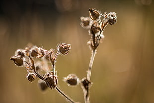 tilt shift photography of brown flower