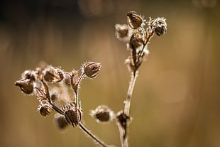 tilt shift photography of brown flower HD wallpaper