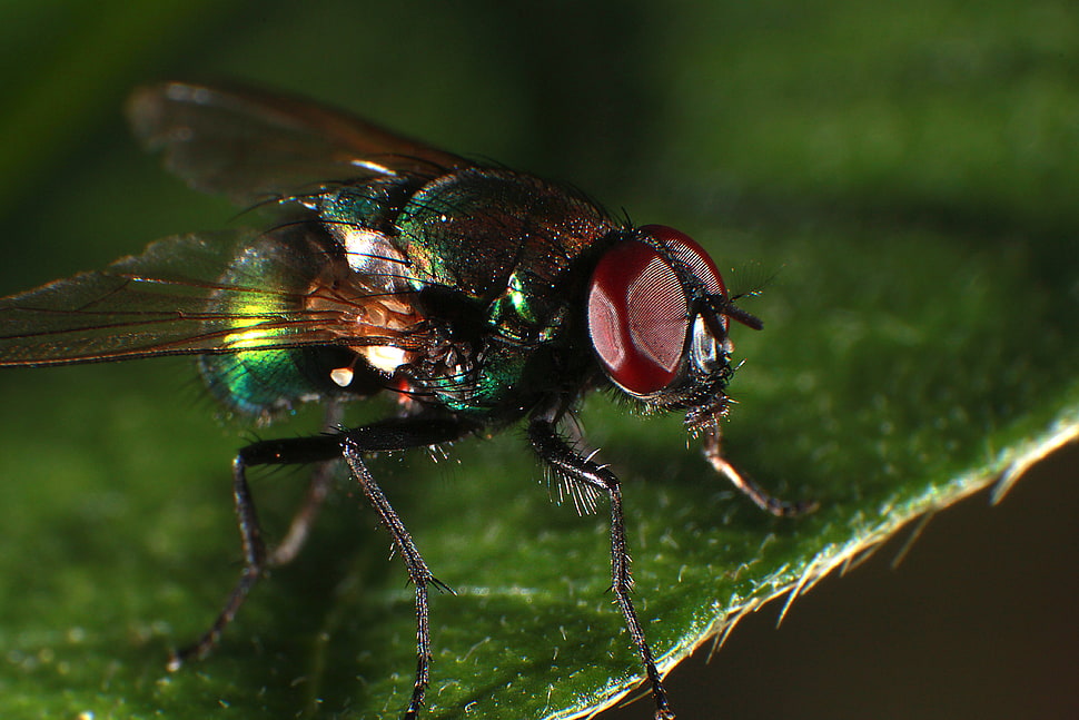 Bottle Fly HD wallpaper