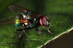 Bottle Fly HD wallpaper