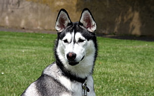 white and black Siberian Husky on green grass