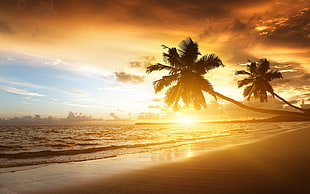 palm trees, coast HD wallpaper