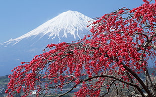 Mt. Fuji, Japan at daytime HD wallpaper