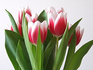 red and white Tulips HD wallpaper