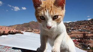 closeup photo of tan and white kitten at daytime