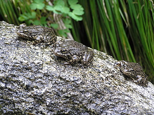 photo of three black frogs on gray rock during daytime