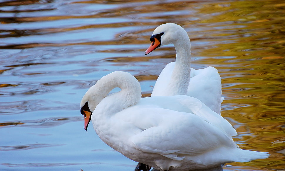two swans on body of water during daytime HD wallpaper