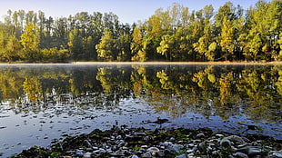 trees near lake, landscape, water, trees, reflection HD wallpaper