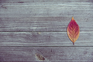 Orange and Red Leaf in Brown Wood Plank HD wallpaper