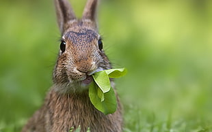 selective photography of domestic rabbit eating green leaves