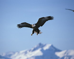 bald eagle, Fly, eagle HD wallpaper