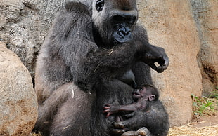 black monkey sitting on brown stone holding baby monkey close up photo