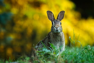 brown rabbit on green grass HD wallpaper