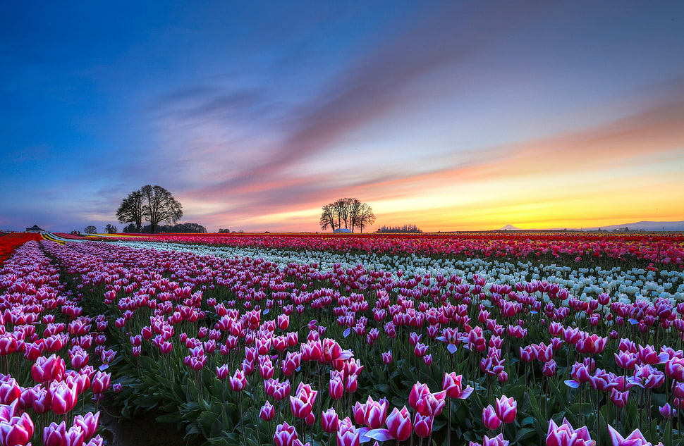 landscape photography of bed of tulips HD wallpaper
