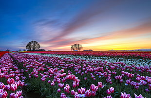 landscape photography of bed of tulips HD wallpaper