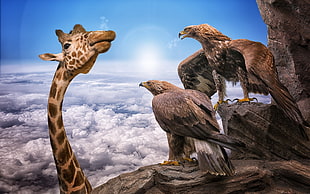 two brown eagle illustration, nature, animals, giraffes, birds