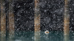 black and white stone fragment, duck, water, animals, snow