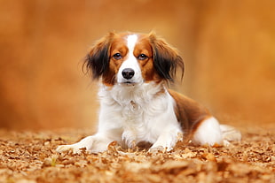 selective photo of tan and white dog prone lying on dried leaves at daytime HD wallpaper
