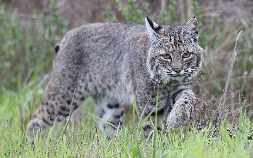 lynx on green grass field HD wallpaper