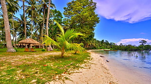 green palm plant, nature, landscape, beach, palm trees