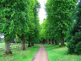 green trees with walk path HD wallpaper