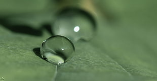 close up photo of water droplet HD wallpaper