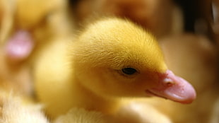 shallow focus photography of yellow chicks